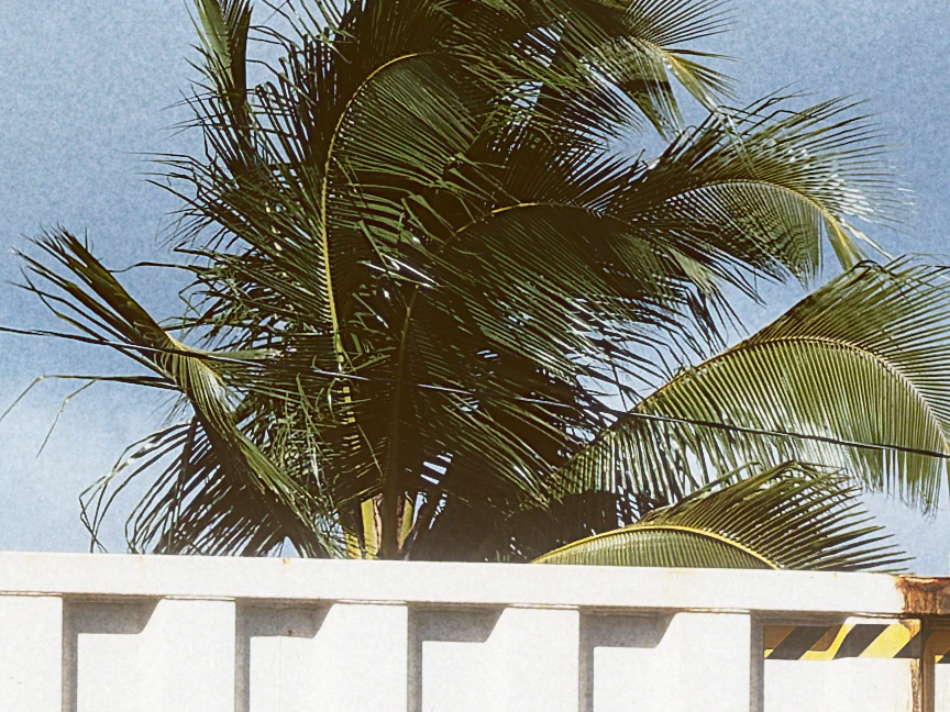 The same fronds with digital sharpness, every strand cut clean.