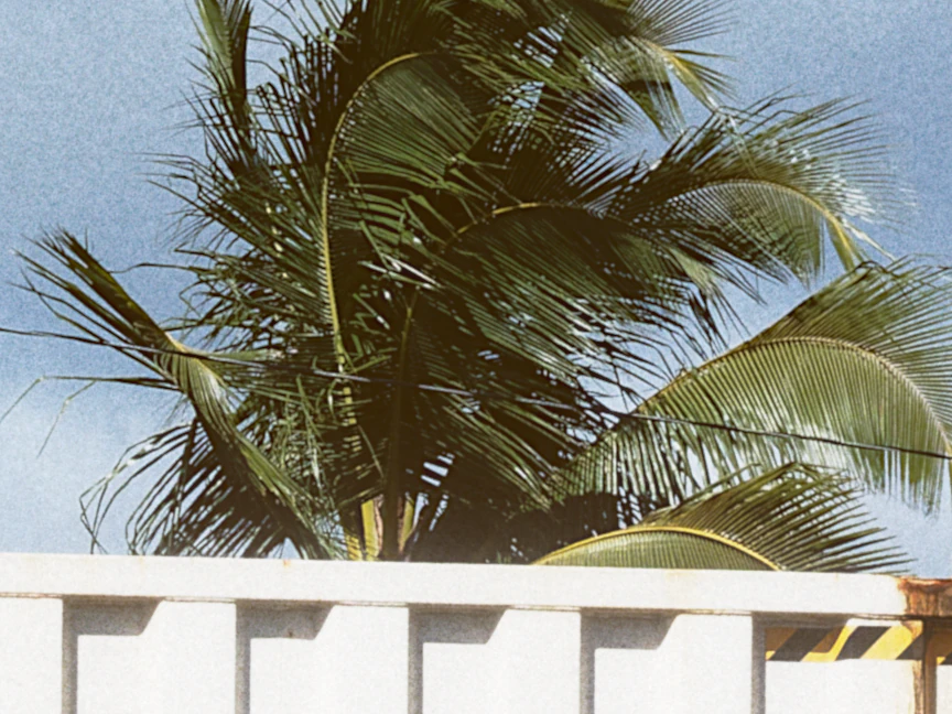Palm fronds over a container roof at 100 percent, with the fine detail Kodak Ultra Max 800 can hold.