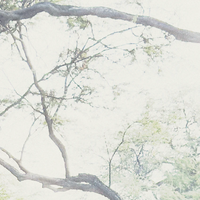 The same branches in milkglass with Kodak Gold 200, the sky held and every twig drawn.